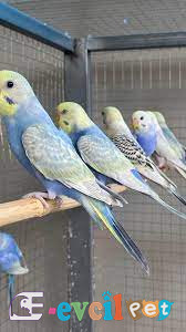 Rainbow Muhabbet Kuşları