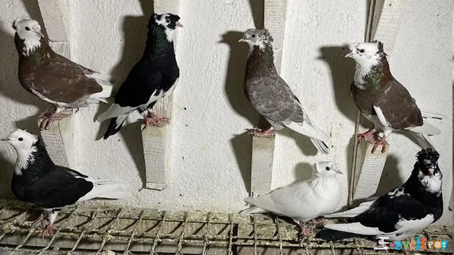 renk renk bayburt güvercinleri