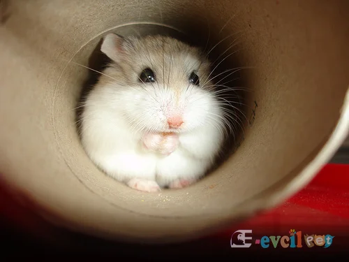 Roborovski hamster şirin