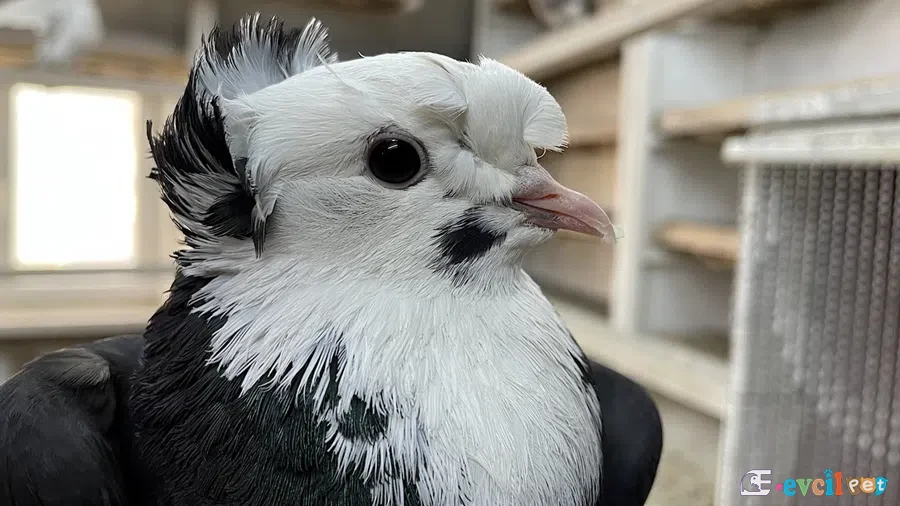 Siyah Beyaz Bayburt Güvercini