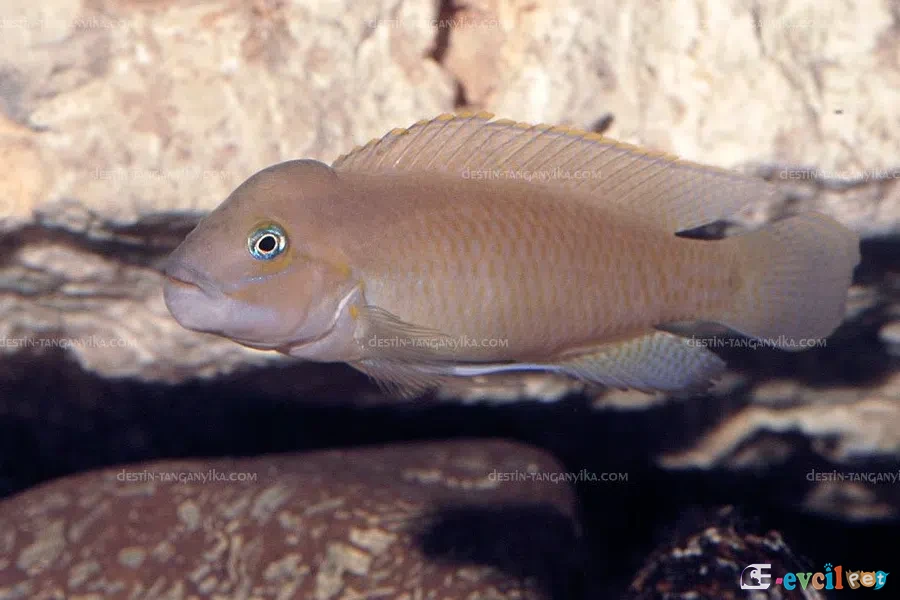 Telmatochromis temporalis beyaz