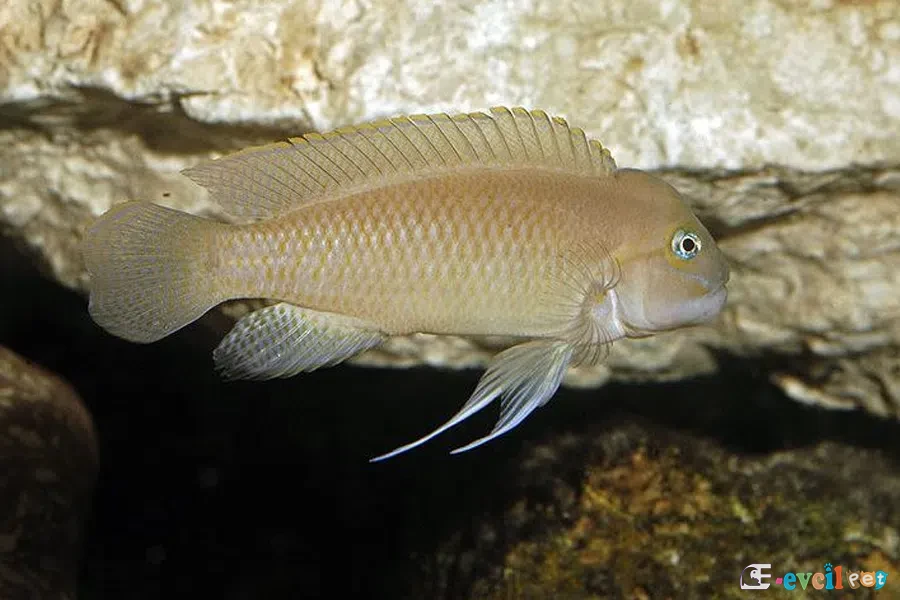Telmatochromis temporalis kayalıkların dibinde