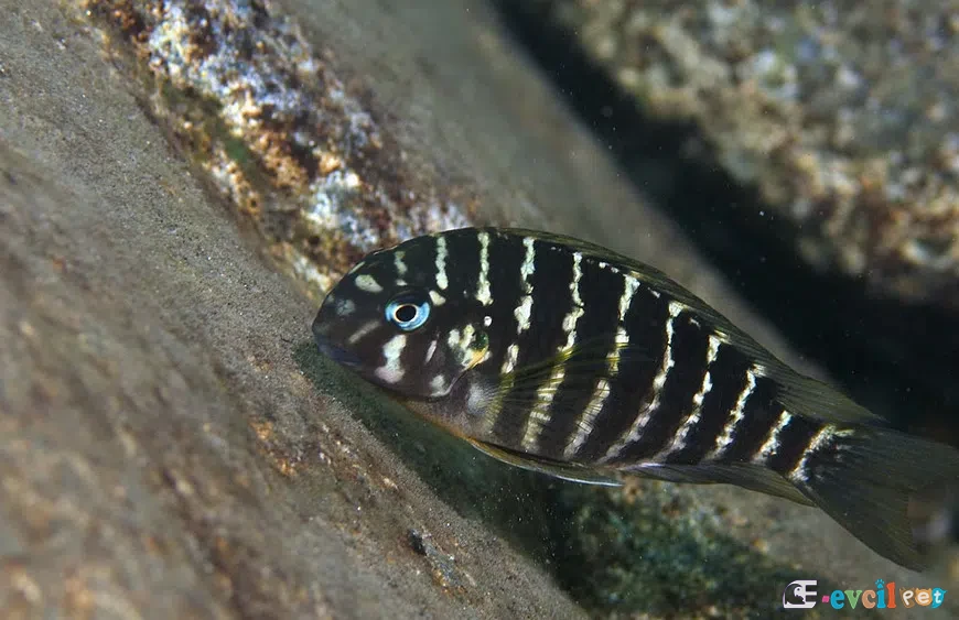 Tropheus annectens akvaryumu