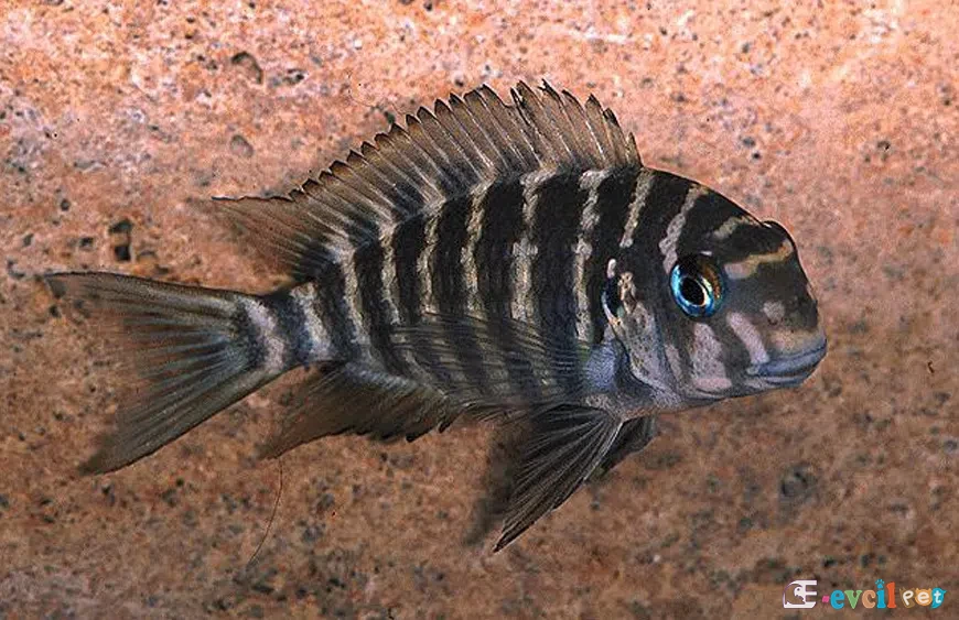 Tropheus annectens KAYA ÖNÜNDE