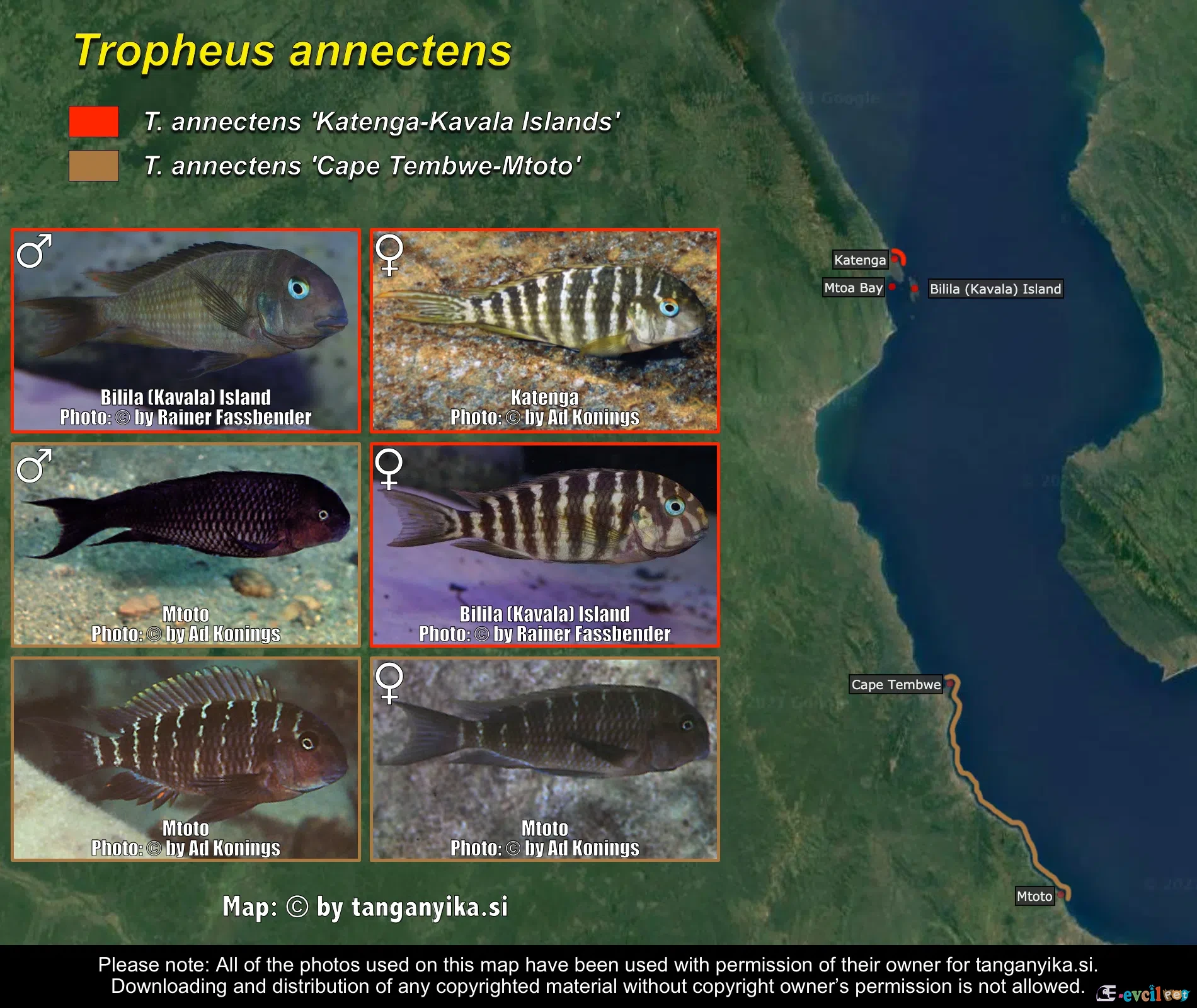 Tropheus annectens yAŞAM aLANI