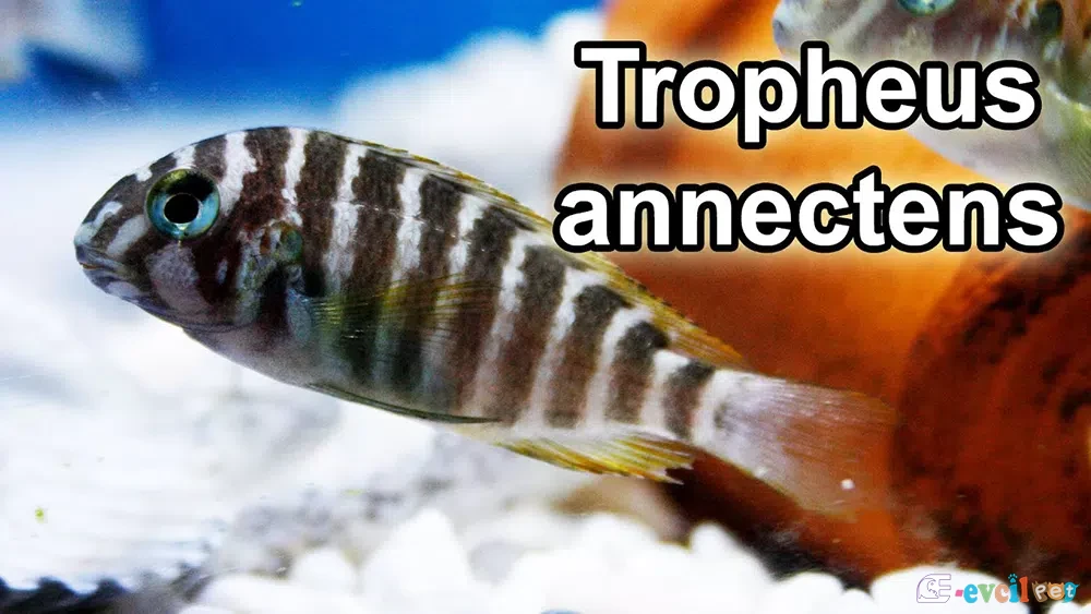 Tropheus annectens
