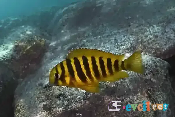 Tropheus brichardi Doğal Yaşam Alanında