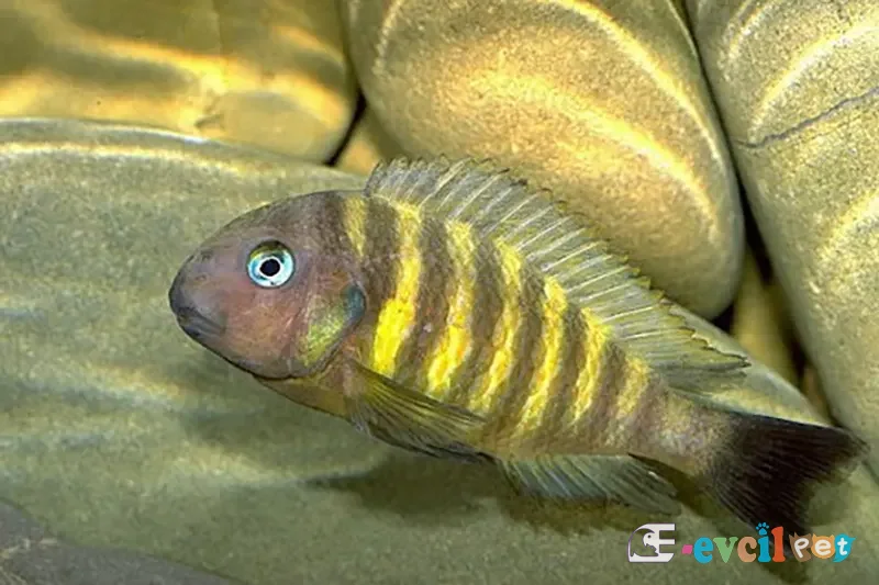 Tropheus brichardi Erkek
