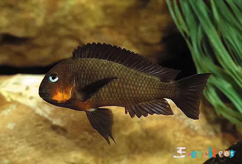 Tropheus brichardi Karilani kayanın önünde