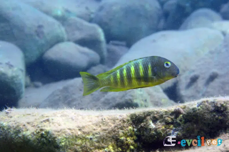 Tropheus brichardi Kigoma doğal ortamında