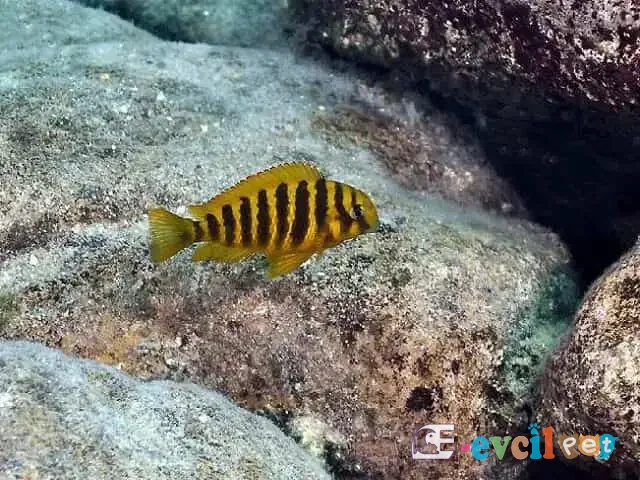 Tropheus brichardi Kipili  doğal yaşam alanı