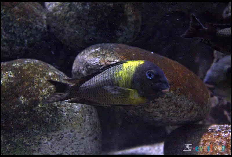 Tropheus brichardi Malagarasi Kayaların Önünde Erkek