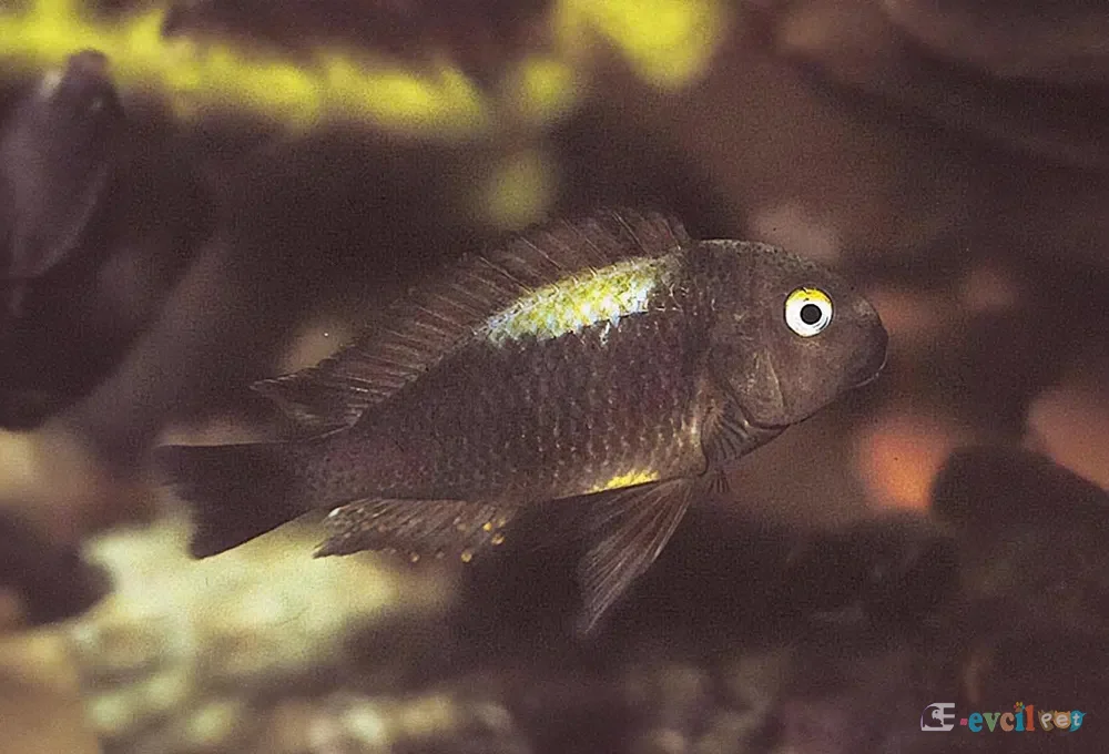 Tropheus brichardi Nyanza Lac