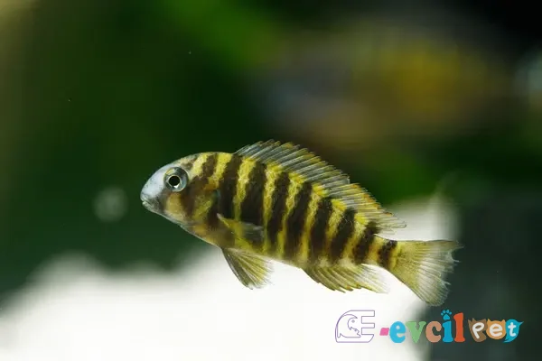 Tropheus brichardi Yavru