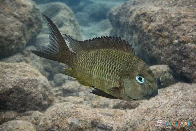 Tropheus brichardi Yungu