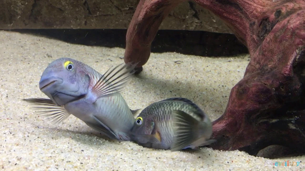 Tropheus moorii Cape Chaitika Eşleşmesi