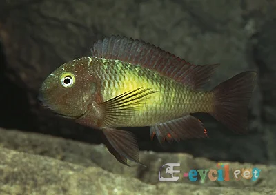 Tropheus Moorii Katoto