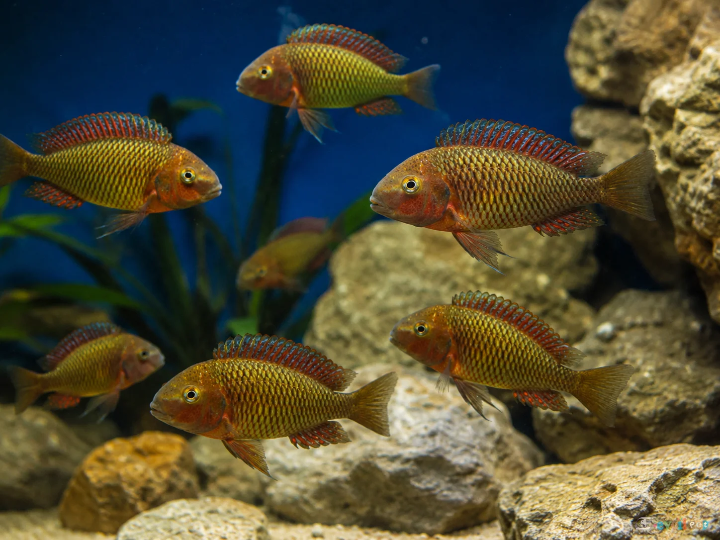 Tropheus moorii Muzi Akvaryumu ve Balıkları