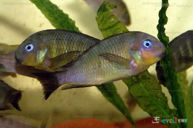 Tropheus brichardi Mtosi benoit