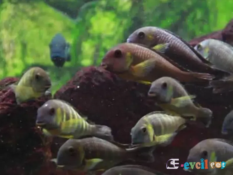 Tropheus sp. 'lukuga' Kabimba (Canary Cheek) Akvaryum içinde Koloni