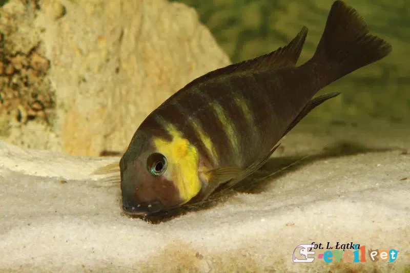 Tropheus sp. 'lukuga' Kabimba (Canary Cheek) Akvaryumu