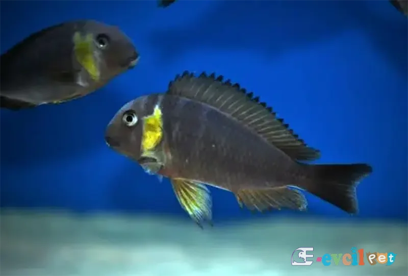 Tropheus sp. 'lukuga' Kabimba (Canary Cheek) Erkek