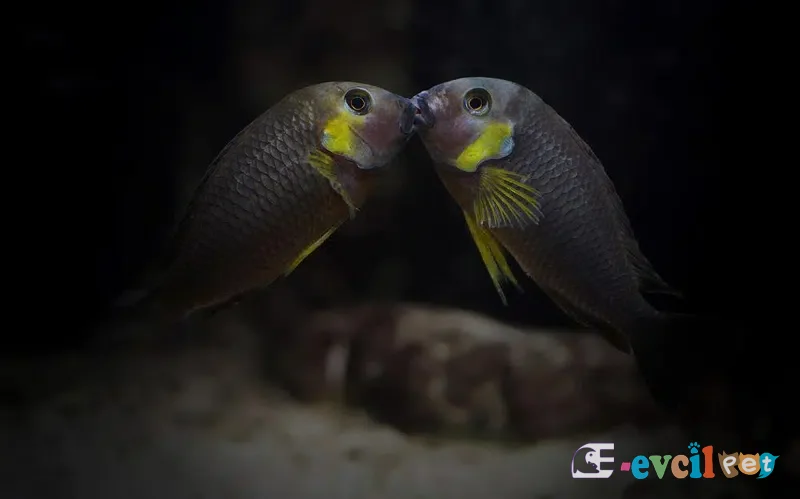 Tropheus sp. 'lukuga' Kabimba (Canary Cheek)