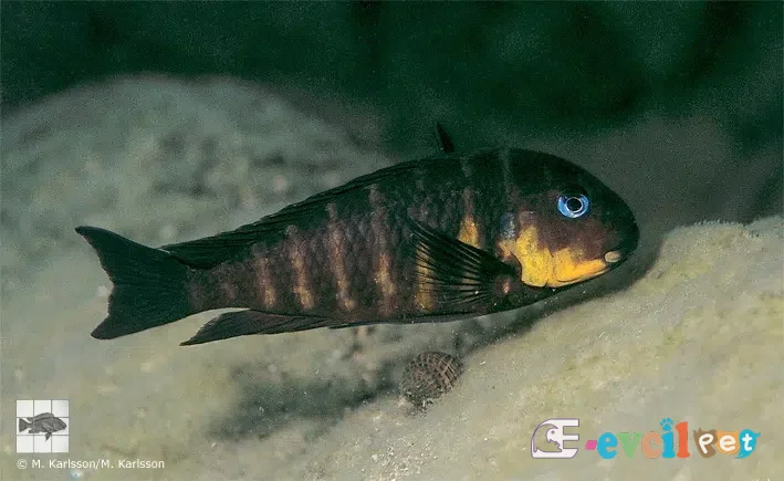 Tropheus sp. 'mpimbwe' Mwaka (Korongwe Bay) erkek