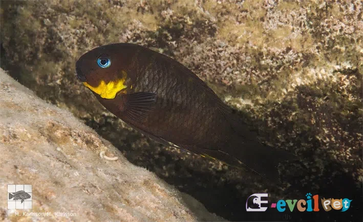 Tropheus sp. mpimbwe Mwaka (Korongwe Bay) Kayanın Yanında