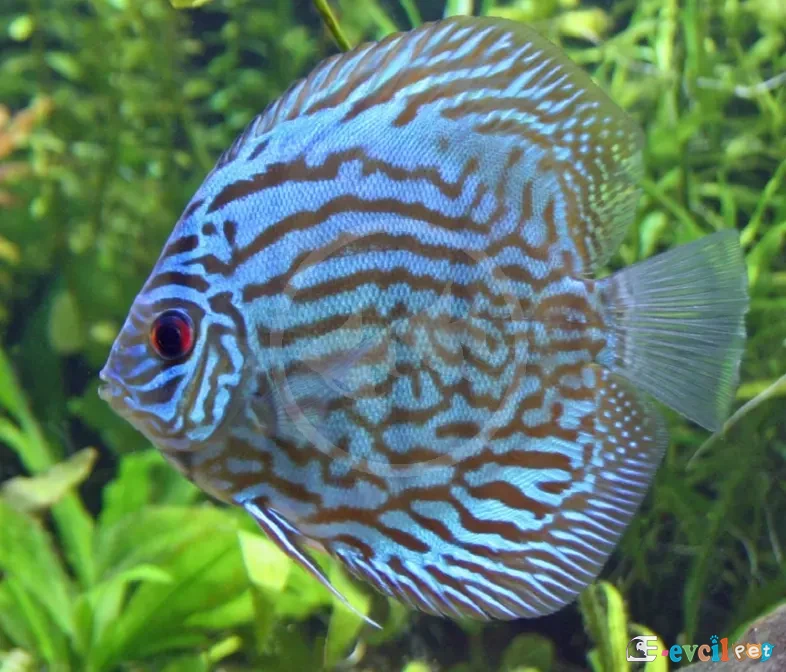 TURQUOISE Discus