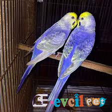 violet Rainbow Muhabbet Kuşu