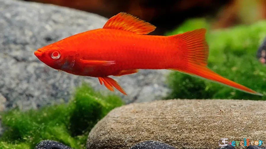 Xiphophorus helleri Bitkili Akvaryumda