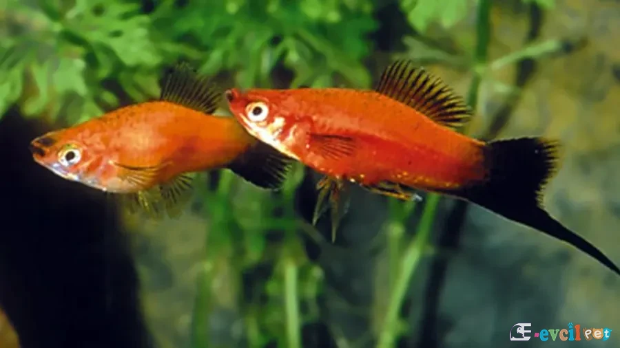 Xiphophorus helleri Erkek ve Dişi