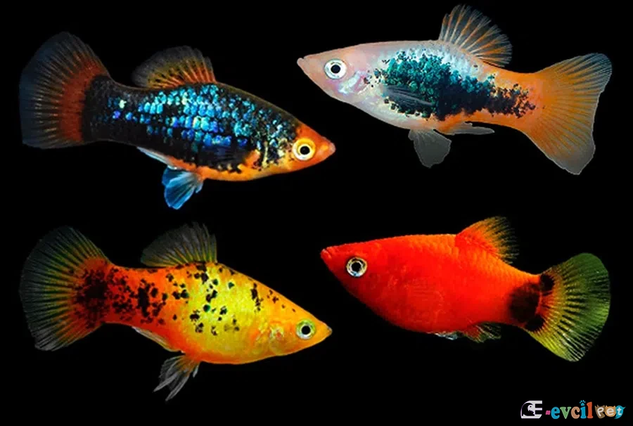 Xiphophorus maculatus (Plati) 4 Alt Türü