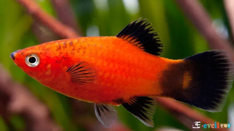Xiphophorus maculatus (Plati) Bitkili Akvaryumu