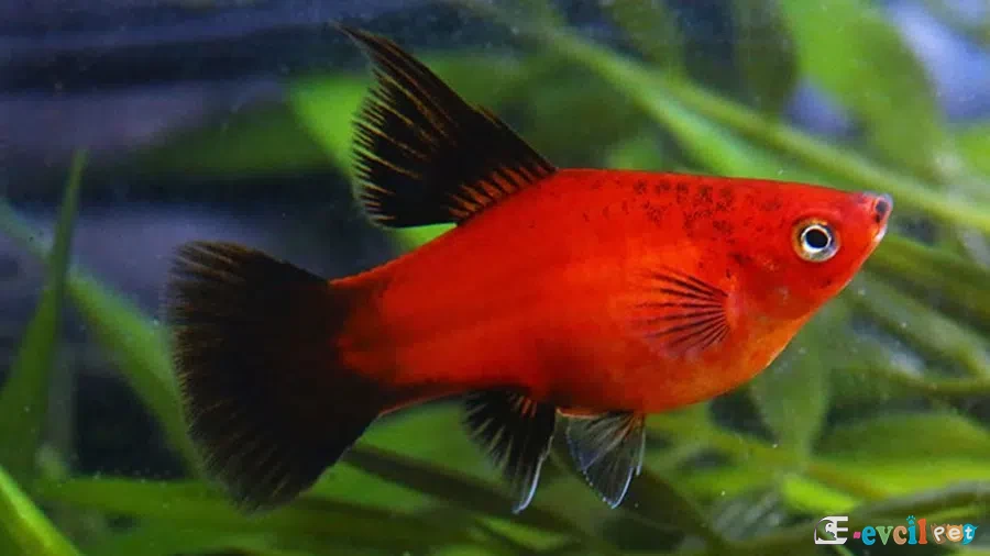Xiphophorus maculatus (Plati) Kırmızı