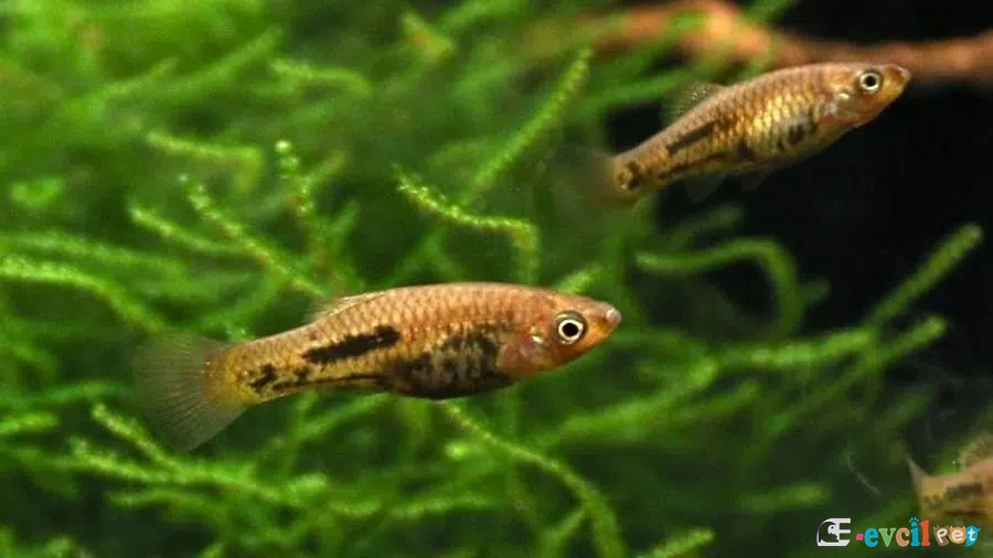 Xiphophorus meyeri Bitkili akvaryumu