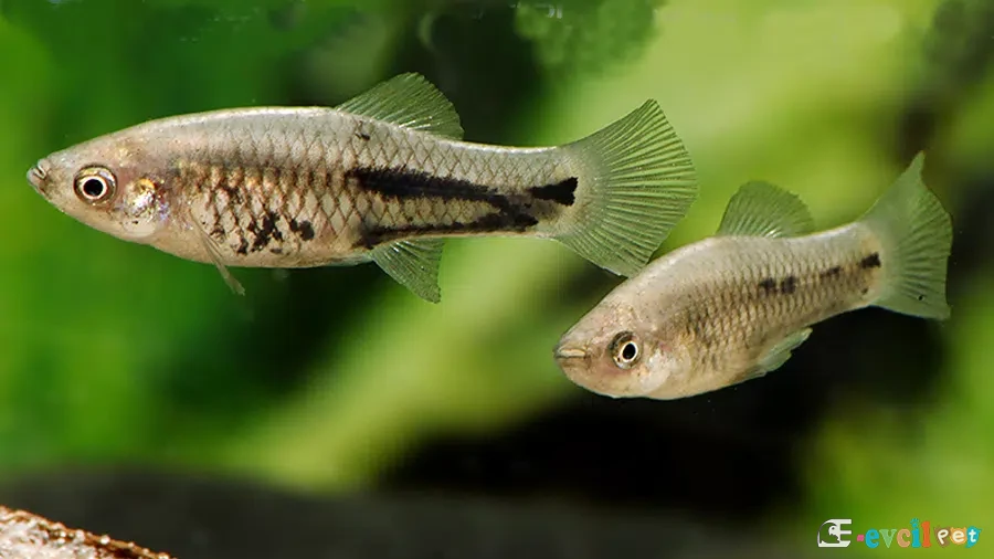 Xiphophorus meyeri Erkek ve dişi