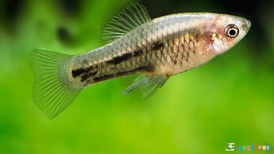 Xiphophorus meyeri Erkek