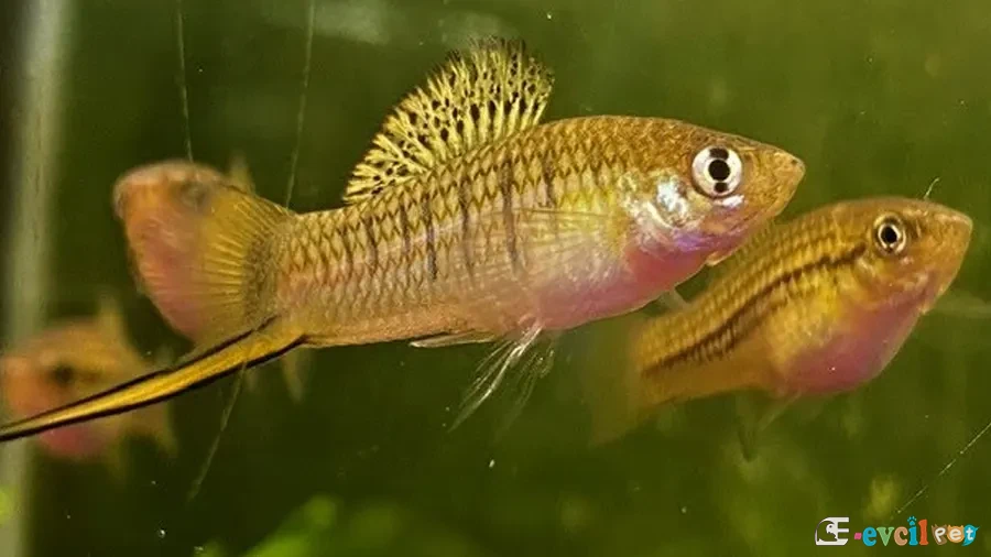 Xiphophorus nezahualcoyotl Akvaryumu