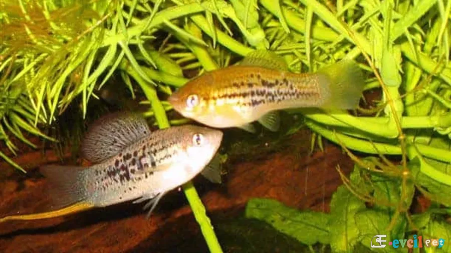 Xiphophorus nezahualcoyotl Bitkili Akvaryum