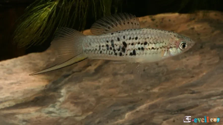 Xiphophorus nezahualcoyotl Erkek