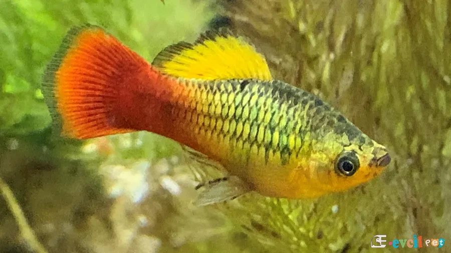 Xiphophorus variatus akvaryumu