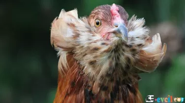 Araucanas ( Yeşil Yumurtacı )