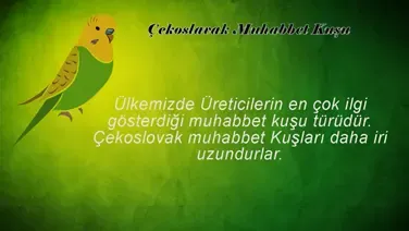 Çekoslovak Muhabbet Kuşu Video