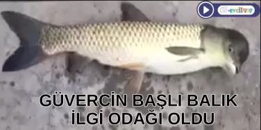 Güvercin balığı Gerçekmi?