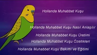 Hollanda Muhabbet Kuşu Bakımı Özellikleri Video