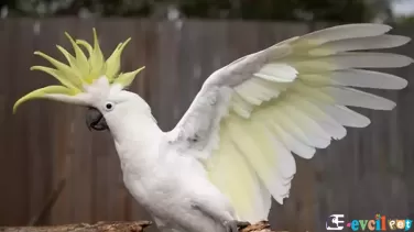 Kakadu Papağanları Komik Hareketleri