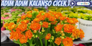 Kalanşo Çiçeği Bakımı ve Çiçek Açtırma Yöntemleri