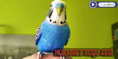 Muhabbet Kuşu Sesi: Neşeli ve Harekete Geçirici